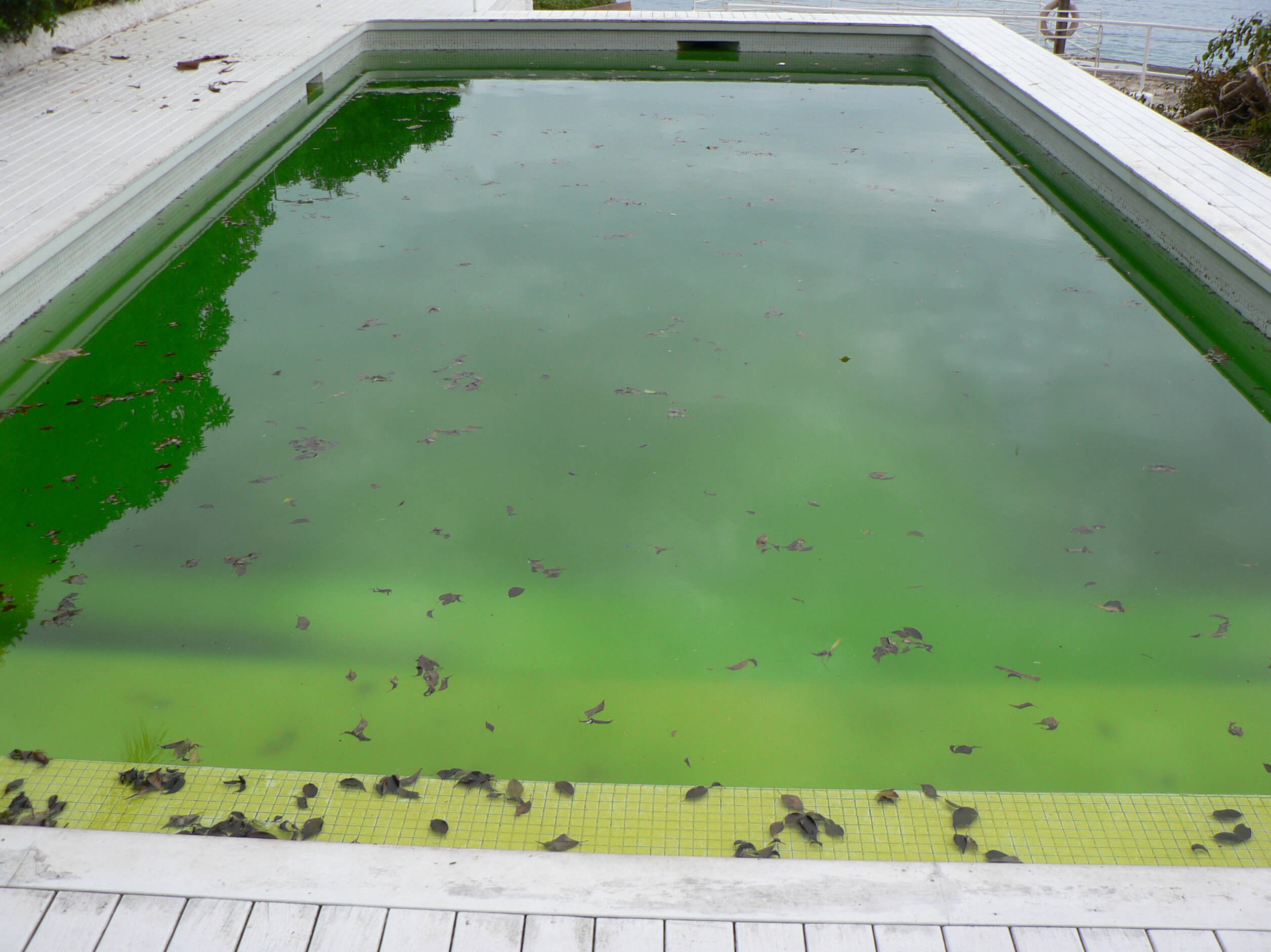 Бассейн водоросли. Зеленая вода в бассейне. Водоросли в бассейне. Черные водоросли в бассейне. Бассейн с зеленой плиткой.